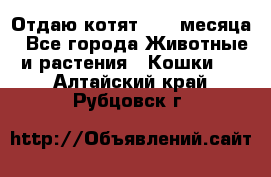 Отдаю котят. 1,5 месяца - Все города Животные и растения » Кошки   . Алтайский край,Рубцовск г.